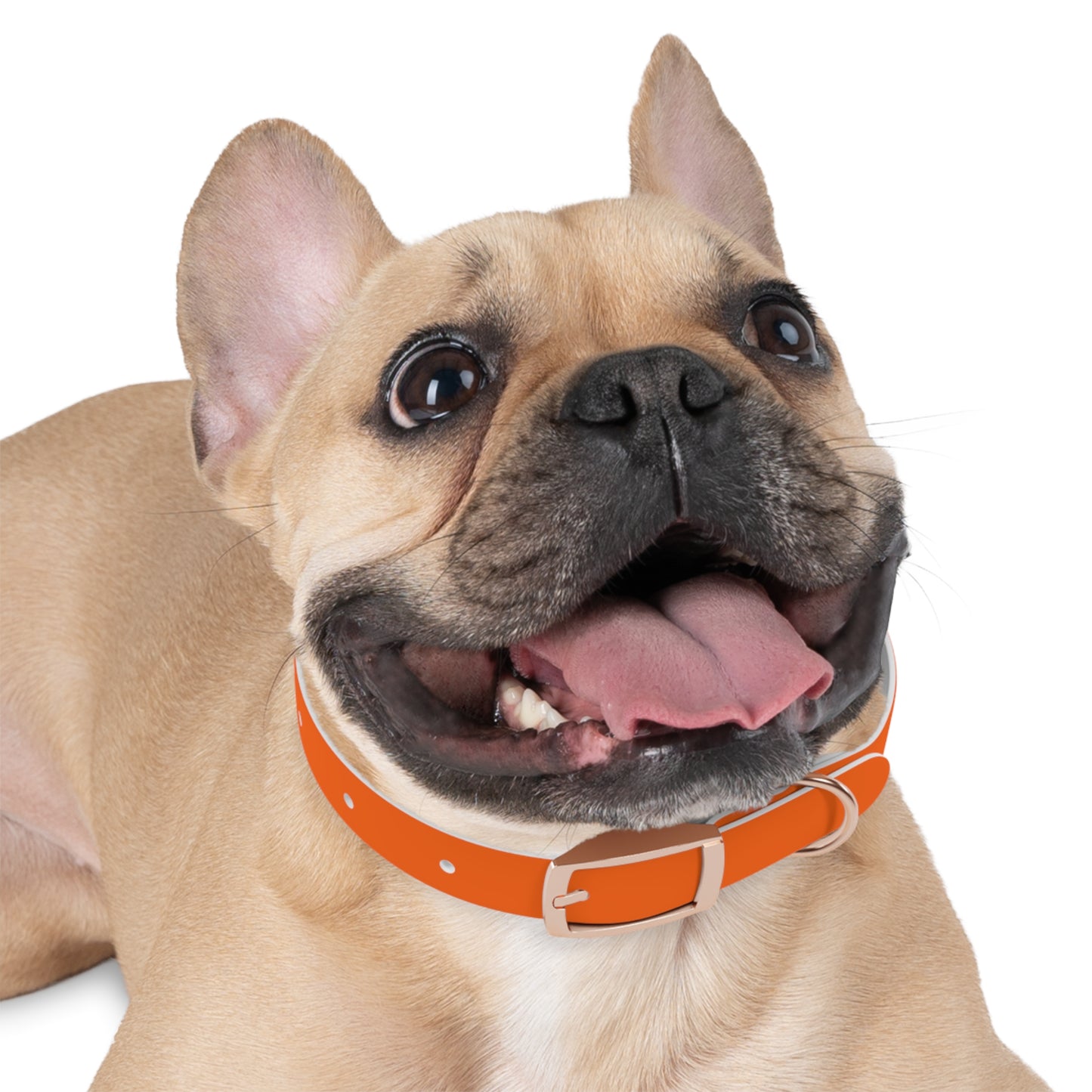 Dutch Dog Collar, I identify as a lion - Fun Pet Accessory, Dog Wear, Unique Gift for Dog Lovers, Pets Birthday Celebration, Lion Theme Collar