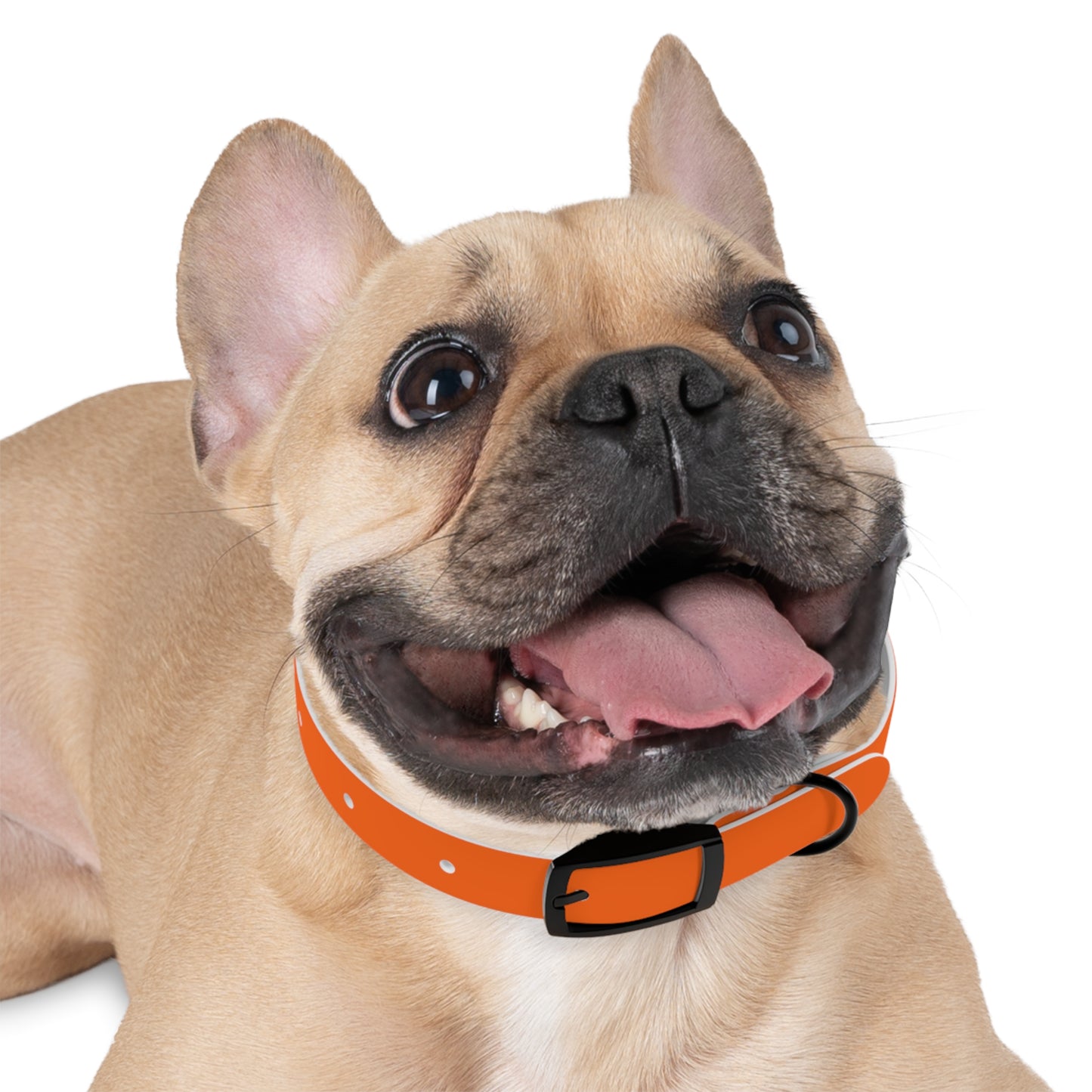 Dutch Dog Collar, I identify as a lion - Fun Pet Accessory, Dog Wear, Unique Gift for Dog Lovers, Pets Birthday Celebration, Lion Theme Collar