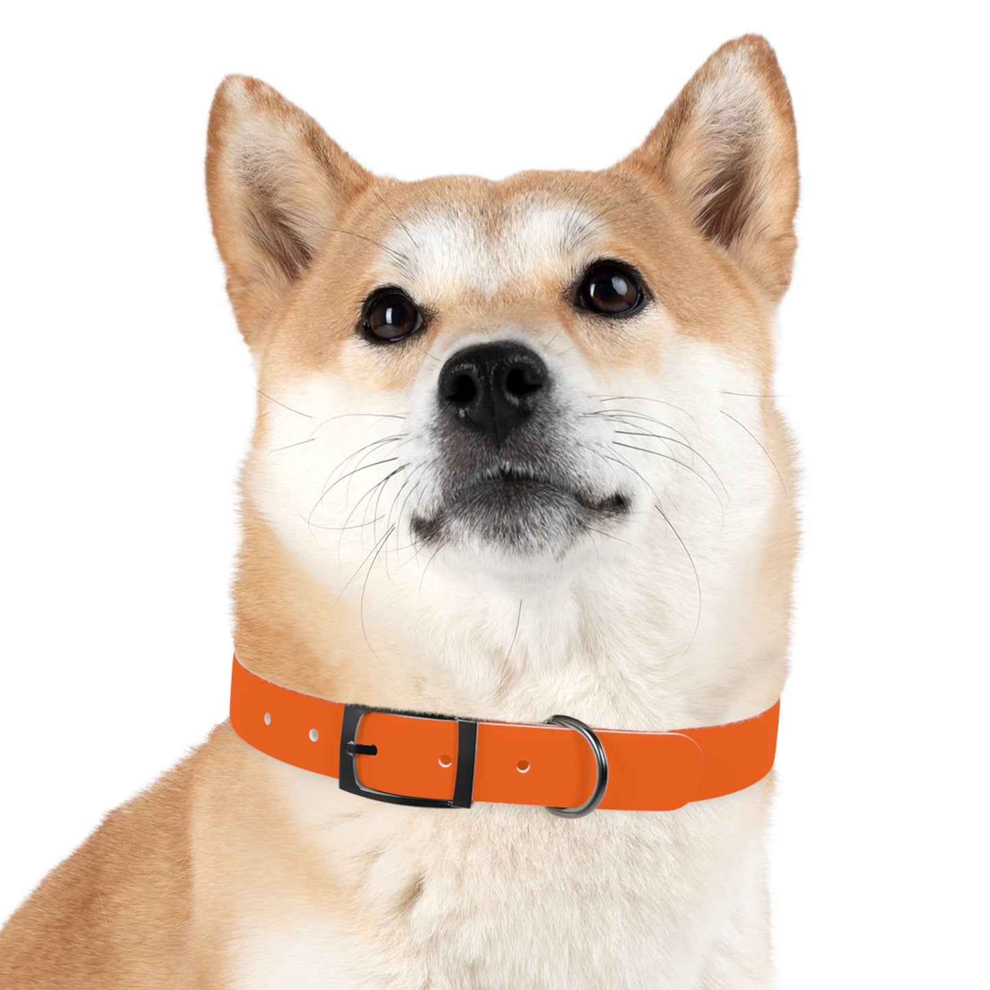 Dutch Dog Collar, I identify as a lion - Fun Pet Accessory, Dog Wear, Unique Gift for Dog Lovers, Pets Birthday Celebration, Lion Theme Collar