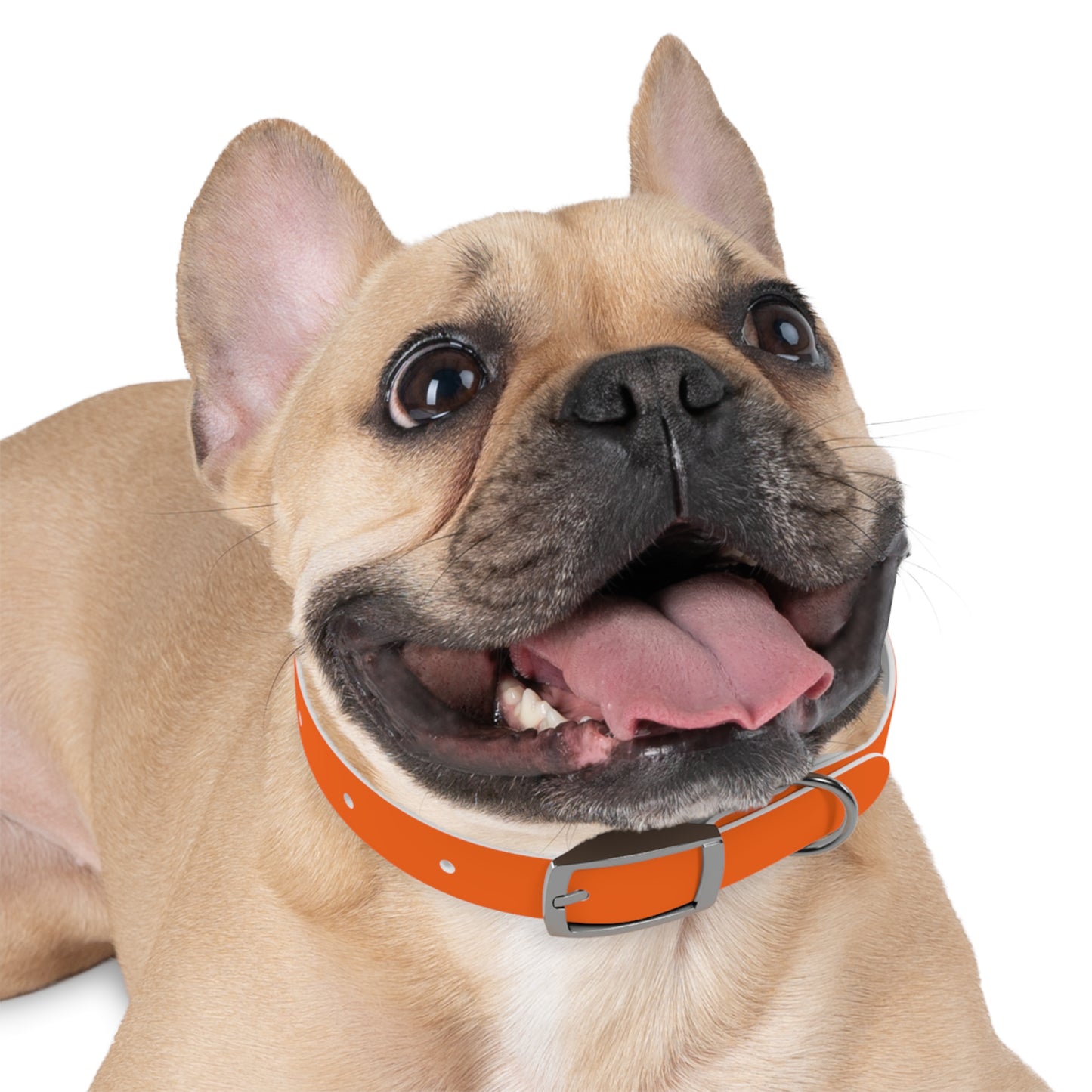 Dutch Dog Collar, I identify as a lion - Fun Pet Accessory, Dog Wear, Unique Gift for Dog Lovers, Pets Birthday Celebration, Lion Theme Collar