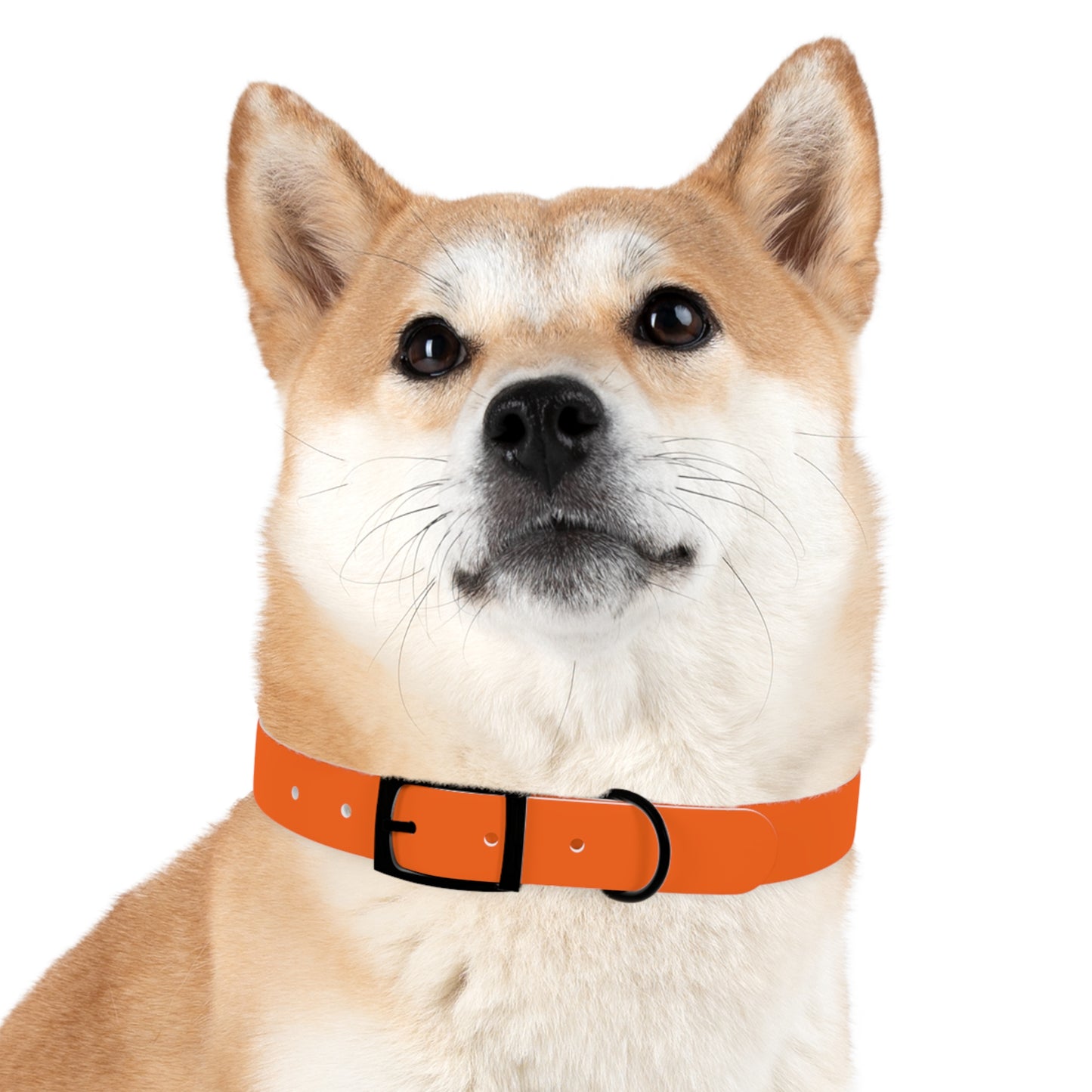 Dutch Dog Collar, I identify as a lion - Fun Pet Accessory, Dog Wear, Unique Gift for Dog Lovers, Pets Birthday Celebration, Lion Theme Collar