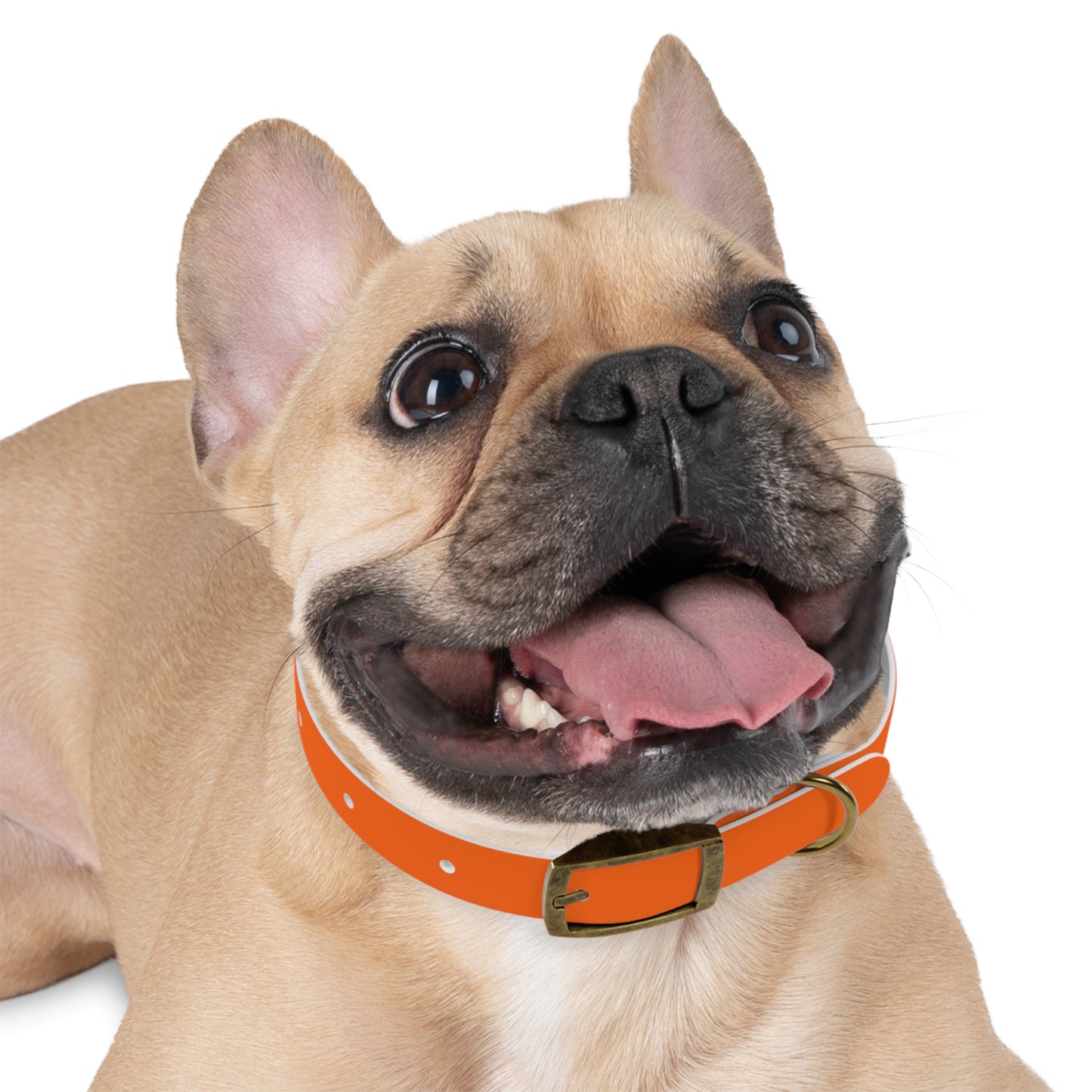 Dutch Dog Collar, I identify as a lion - Fun Pet Accessory, Dog Wear, Unique Gift for Dog Lovers, Pets Birthday Celebration, Lion Theme Collar