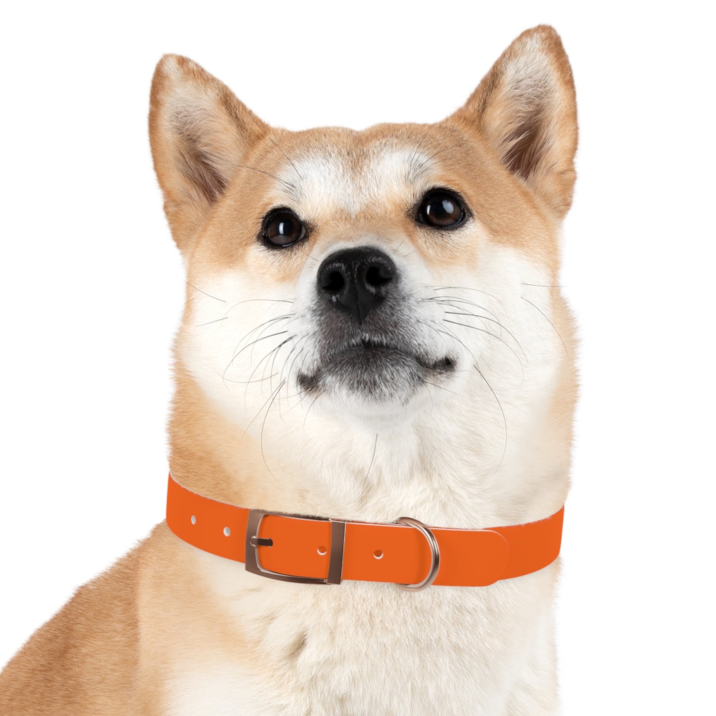 Dutch Dog Collar, I identify as a lion - Fun Pet Accessory, Dog Wear, Unique Gift for Dog Lovers, Pets Birthday Celebration, Lion Theme Collar